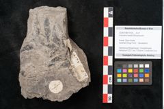 Foto (Objekt + Etikett) von Araucaria haastii Ettingshausen (NHMW-GEO-2024-0188-10109)